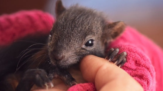 Baby Black Squirrel - Shades of Hope