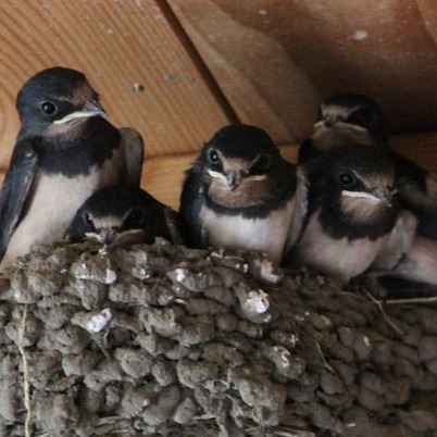 Barn Swallow