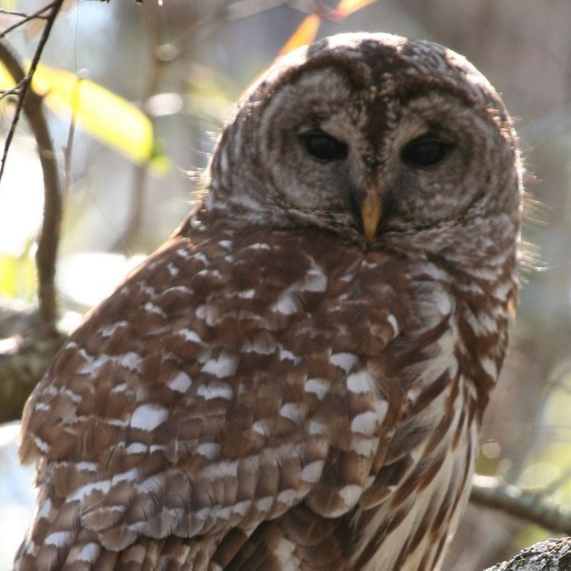 Barred Owl