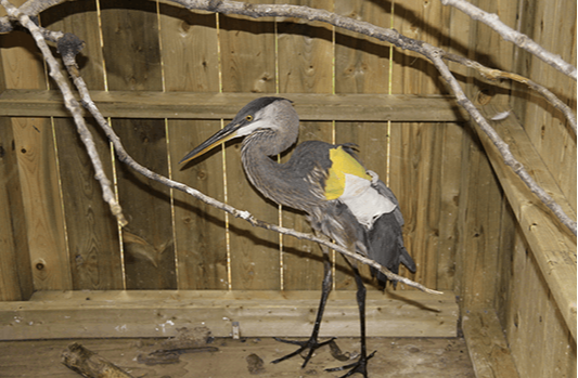 Great Blue heron - Legacy gifts and insurance donations