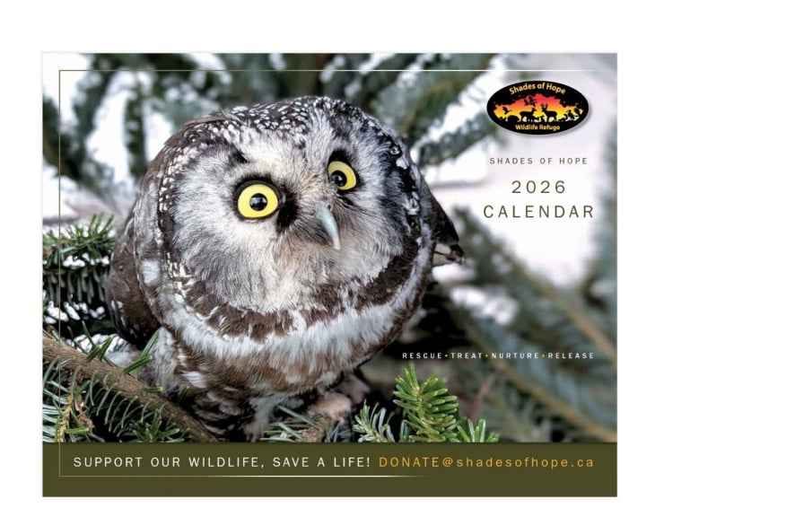 Shades of Hope 2026 Calendar