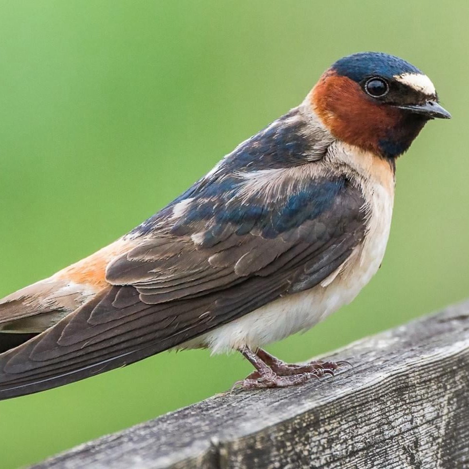 American Cliff Swallow