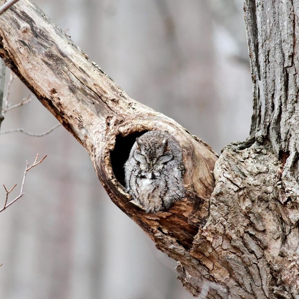 Eastern Screech Owl by Jay McGowan, MacCaulay Library