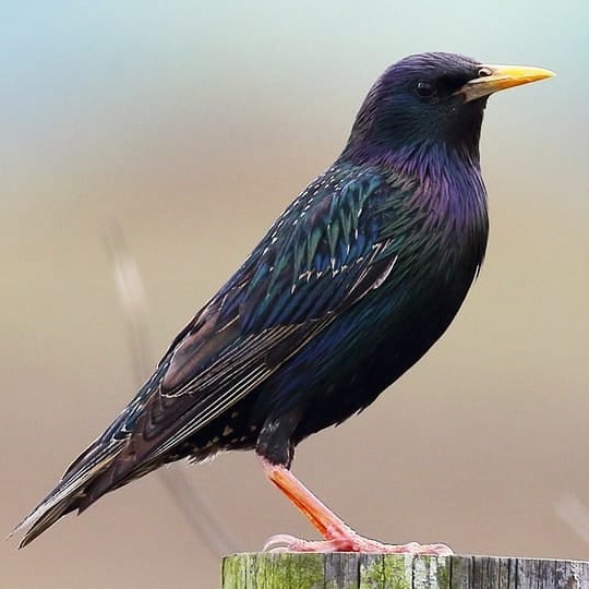 European Starling