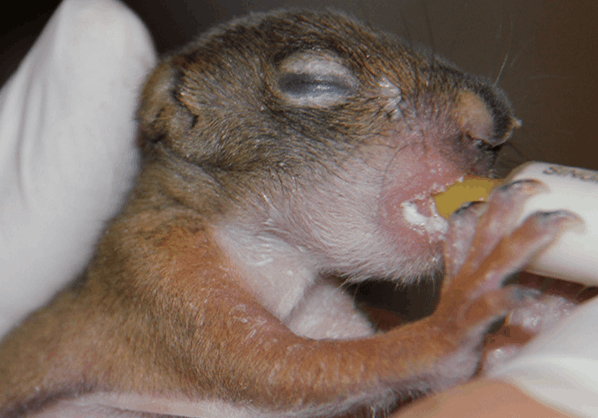Baby Squirrel - Donate from Wishlist