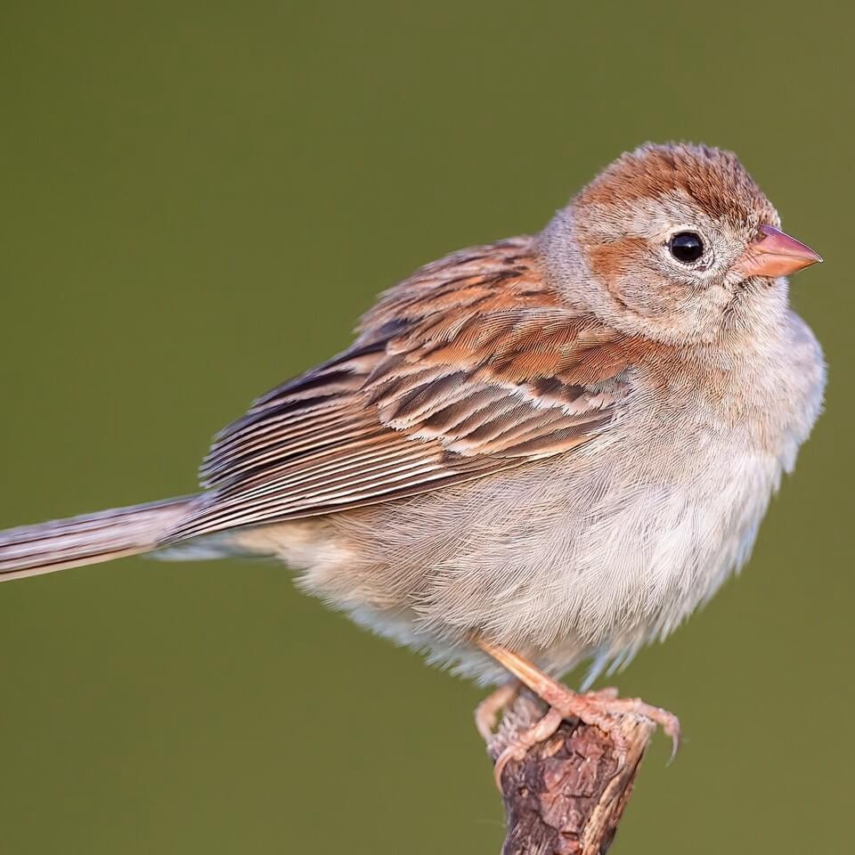 Field Sparrow