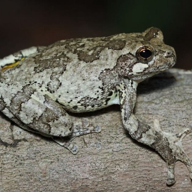 Gray Tree Frog