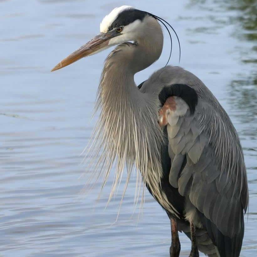 Great Blue Herron