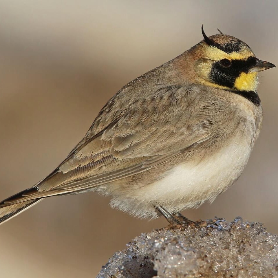 Horned Lark by Christoph Moning, Macaulay Library