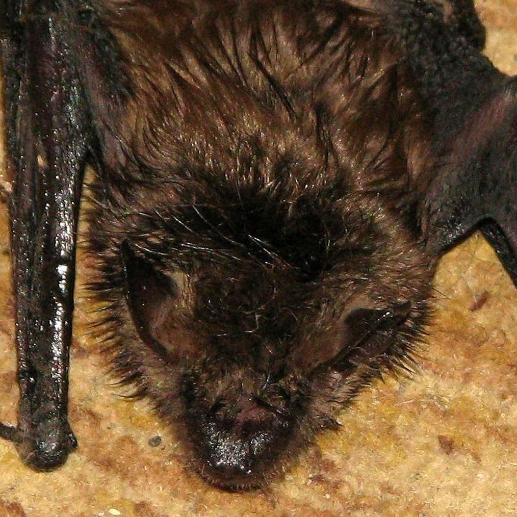 Little Brown Bat