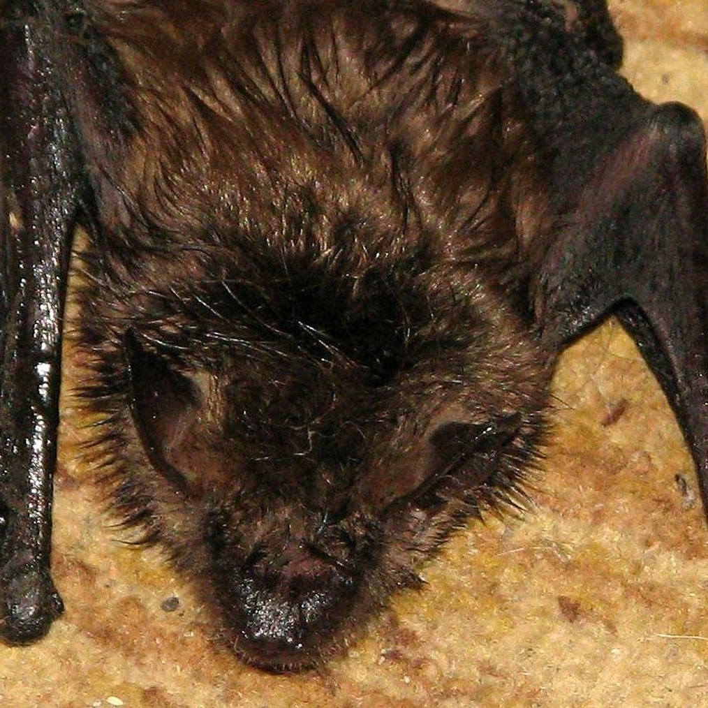 Little Brown Bat