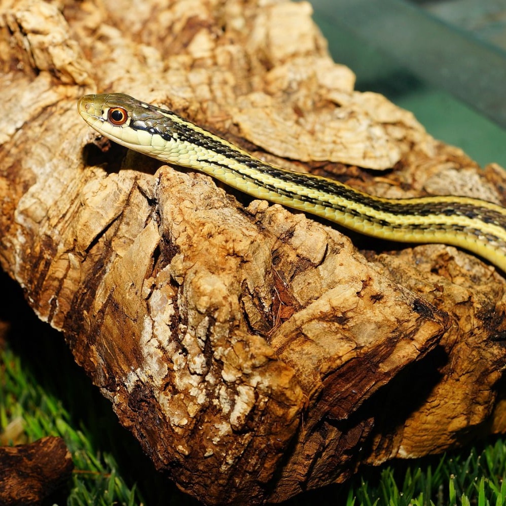 Butler's Garter Snake