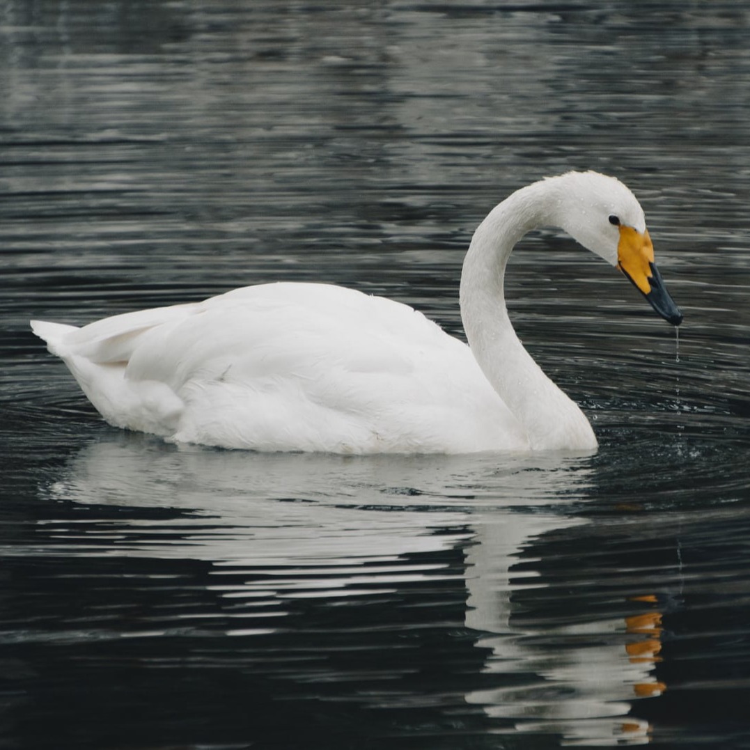 Tundra Swan