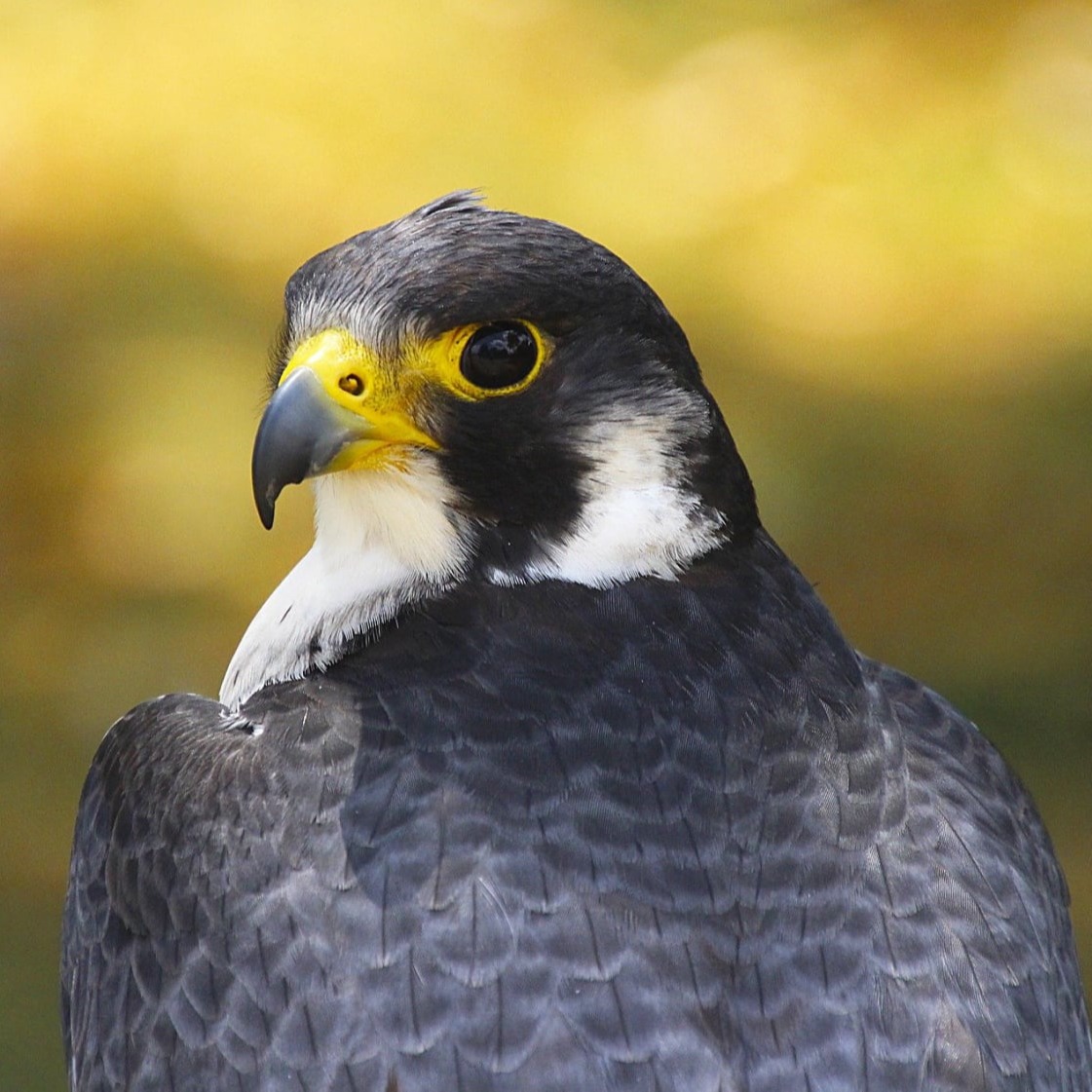 American Peregrine Falcon