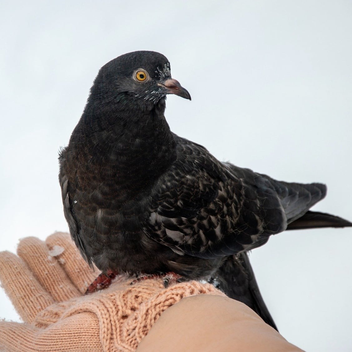 Common Pigeon