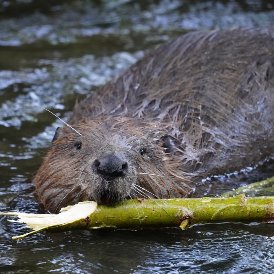 Beaver