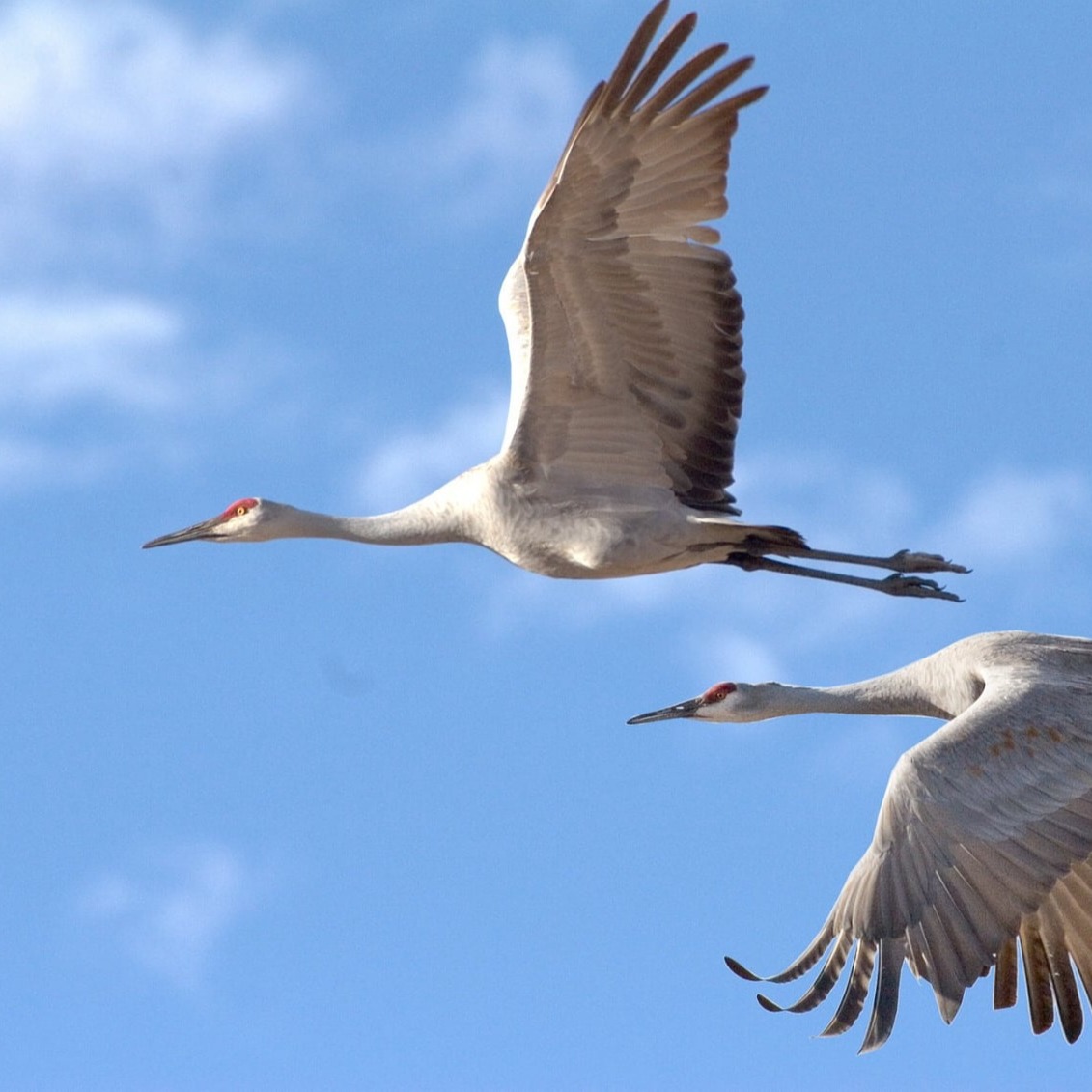 Sandhill Crane