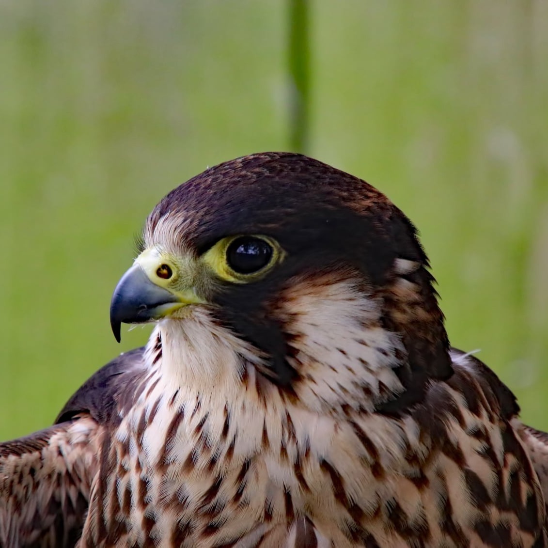 American Peregrine Falcon