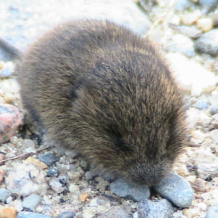 Meadow Vole