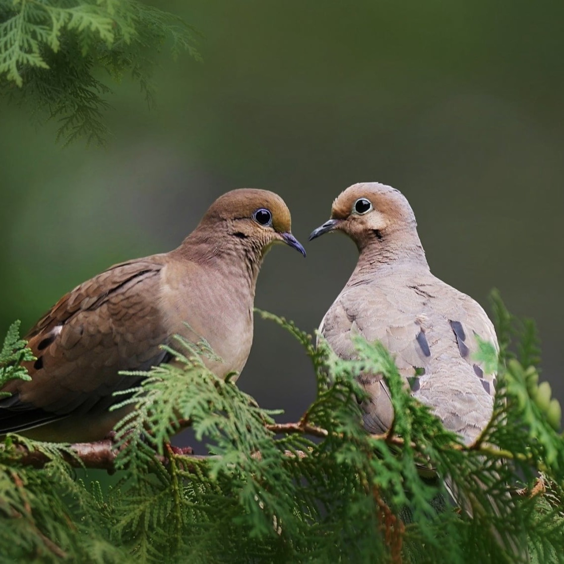 Mourning Doves