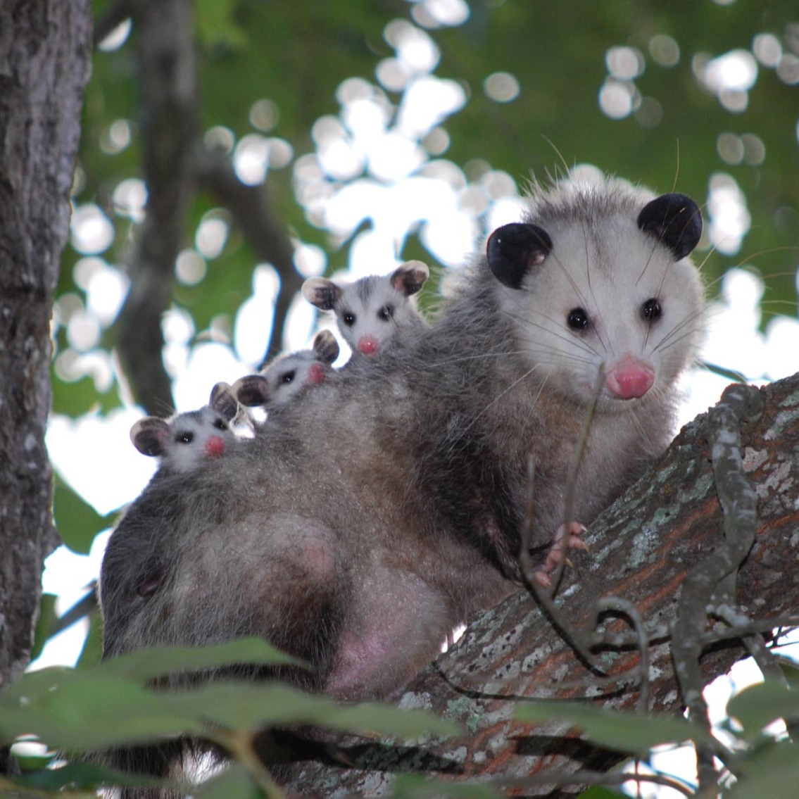 Virginia Opossum