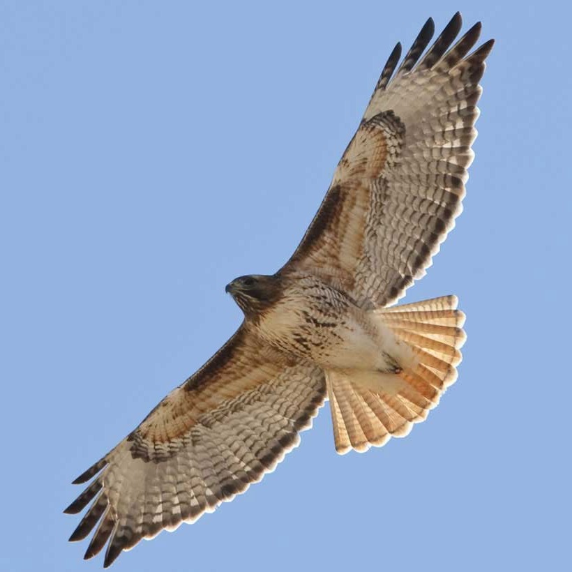 Red-tailed Hawk