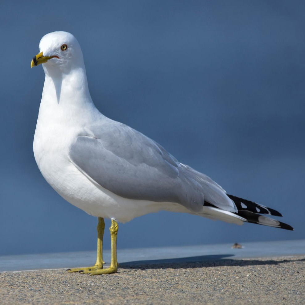 Ring-billed Gull