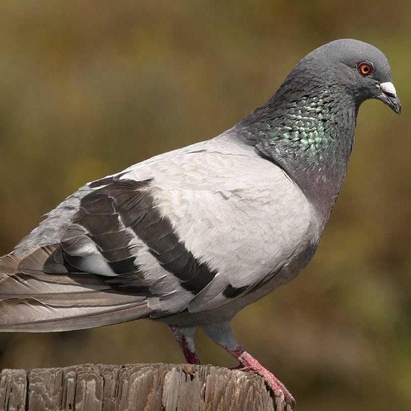 Rock Dove