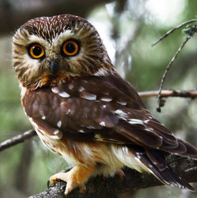 Northern Saw-Whet Owl