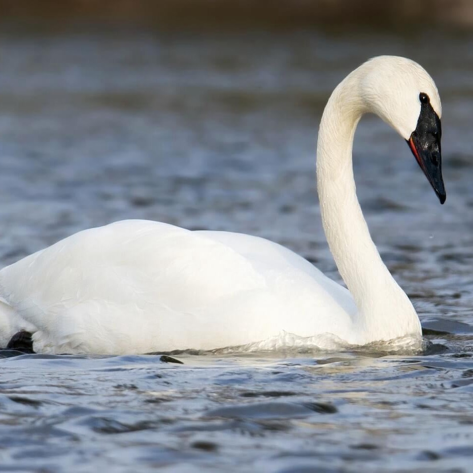 Trumpeter Swan