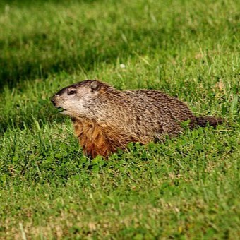 Woodchuck