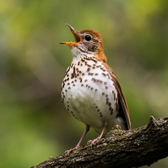 Wood Thrush