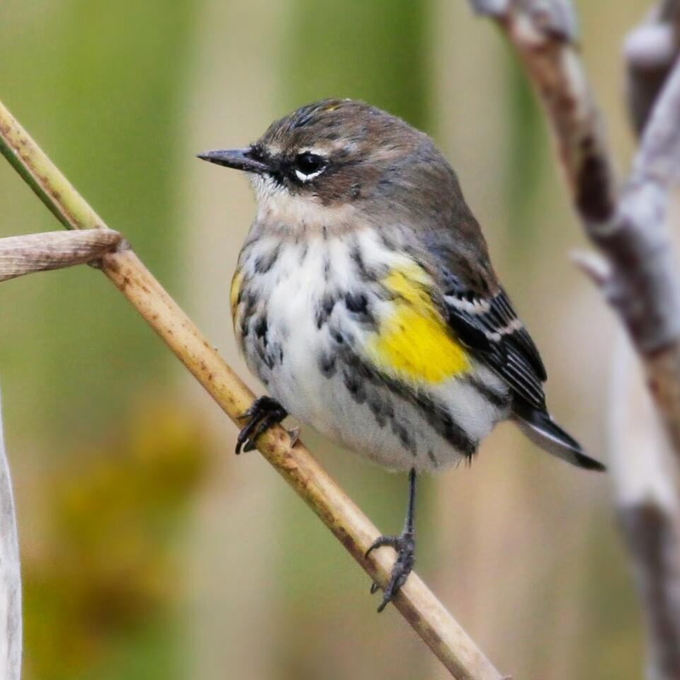 Yellow-rumped Warbler by Davey Walters, Macaulay Library